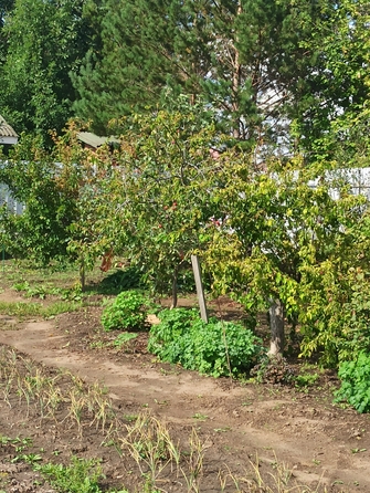 
  Продам земельный участок, 15 соток, Сосновоборск
. Фото 16.