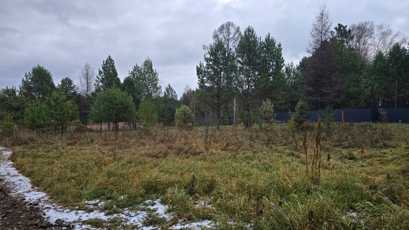 
  Продается земельный участок, 50 соток, деревня Сухая деревня
. Фото 4.