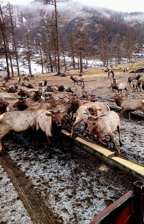 
  Продается земельный участок, 1669 соток, Белокуриха
. Фото 6.