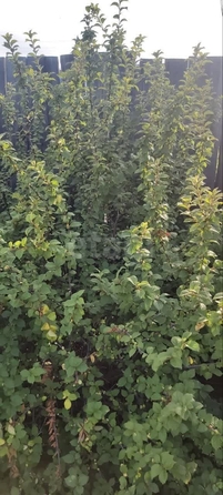 
  Продается земельный участок 6 соток. Фото 5.