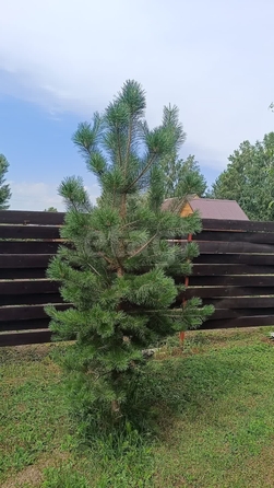 
  Продается дача, 60 м², СНТ Обские просторы
. Фото 15.