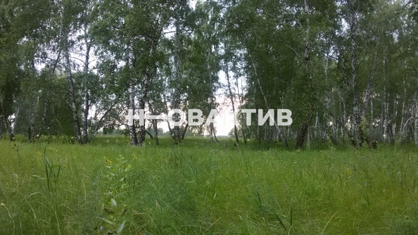 
  Продается земельный участок, 9 соток, ТСН Крутояр
. Фото 4.