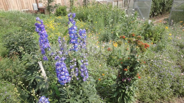 
  Продается земельный участок, 25 соток, село Чингис
. Фото 14.