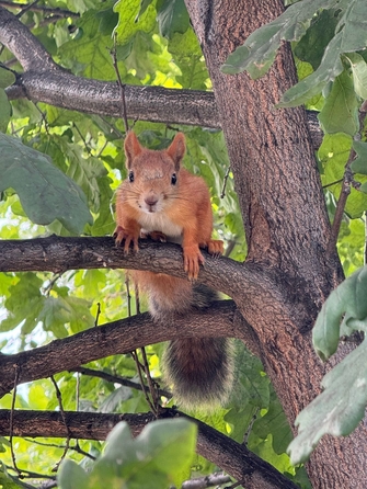 
  Продам коттедж 319 м². Фото 15.