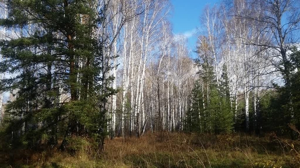 
  Продается земельный участок 11.98 соток, в КП Лаки Парк. Фото 5.