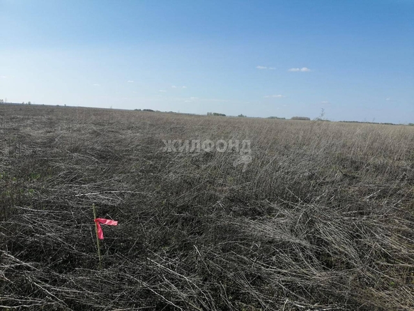 
  Продам  дачный участок, 1000 соток, Колывань

. Фото 2.