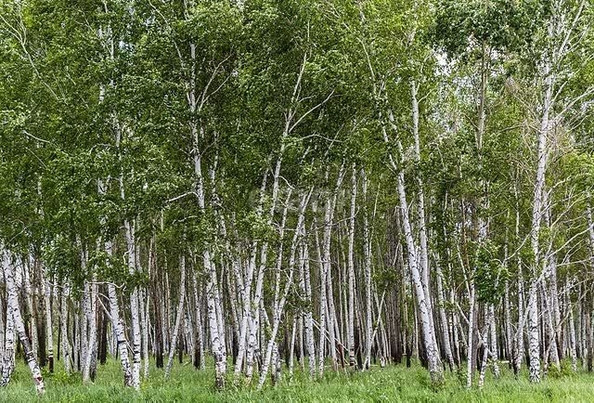 
  Продам  участок ИЖС, 3 соток, Нагибино

. Фото 6.