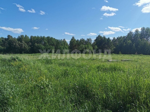 
  Продам  дачный участок, 15 соток, Кафтанчиково

. Фото 3.