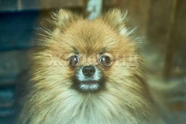 
  Продается 2-комн. квартира, 44.3 м², Беринга ул, д. 3/2
. Фото 14.