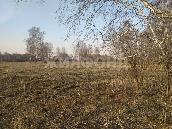 
  Продается земельный участок, 9.76 соток, село Курлек
. Фото 7.