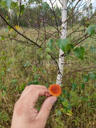 
  Продается земельный участок, 9.89 соток, село Корнилово
. Фото 7.