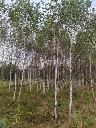 
  Продается земельный участок, 9.89 соток, село Корнилово
. Фото 9.