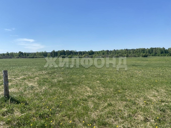 
  Продается земельный участок, 15 соток, село Курлек
. Фото 8.