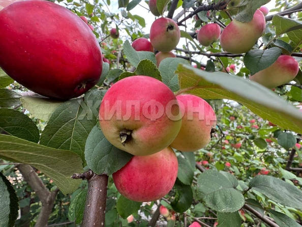 
  Продается дача, 14 м², Томск
. Фото 11.