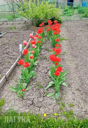 
  Продается земельный участок 5 соток. Фото 3.