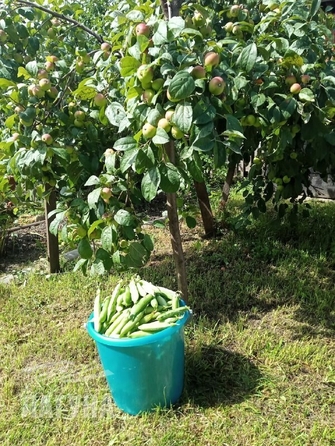 
  Продается земельный участок 5 соток. Фото 5.