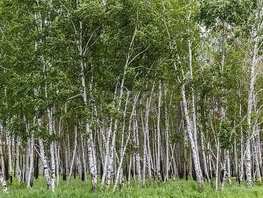 Продается Дачный участок 15 сот., 1300000 рублей