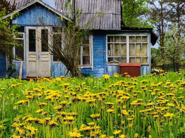 Заросшие сорняками дачные участки предлагают отбирать